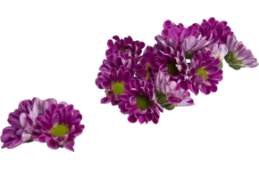 Eetbare bloem chrysant paars 20st